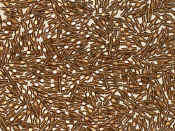 TA`s.JPG (106814 bytes)